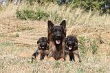 BERGER ALLEMAND 350